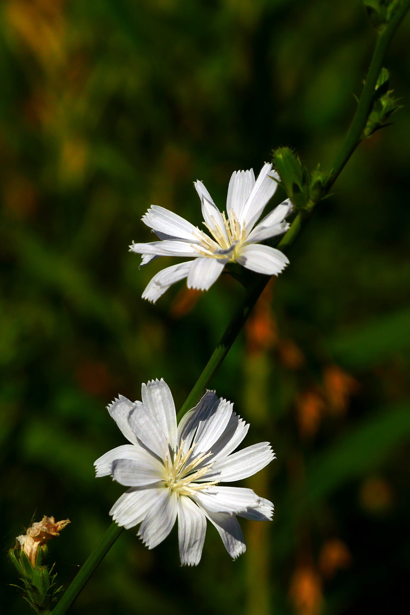 roots, white blooms, bloom, flower head, freshness, new orleans, focus on foreground, flower, vulnerability, petal, coffee, nature, cichorium intybus, flavor