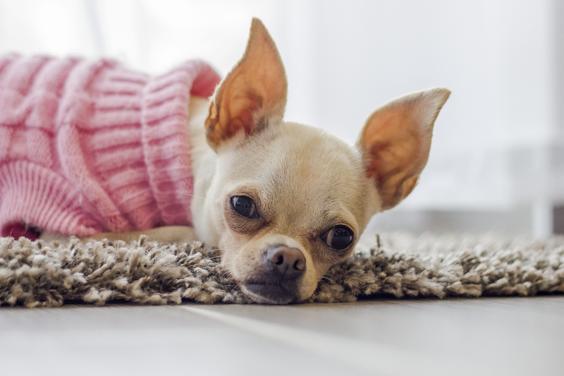 lap dog, hairy, chihuahua, one animal, dogs, ear, nose, loyalty, domestic animals, portrait, 5K, mammal, regardless of whether the, small, lying down