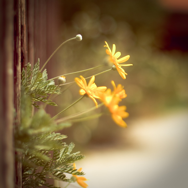 photography, groups, squint, flowers, check, wood, say so, paranoia, hate me, brown, everything, friday, fence, yellow, nifty, shallow, shallow focus, sad