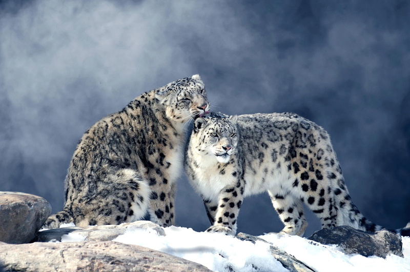 snow leopards, snow leopard, pair, fog, snow, stones, 1080P, ounces, winter, two