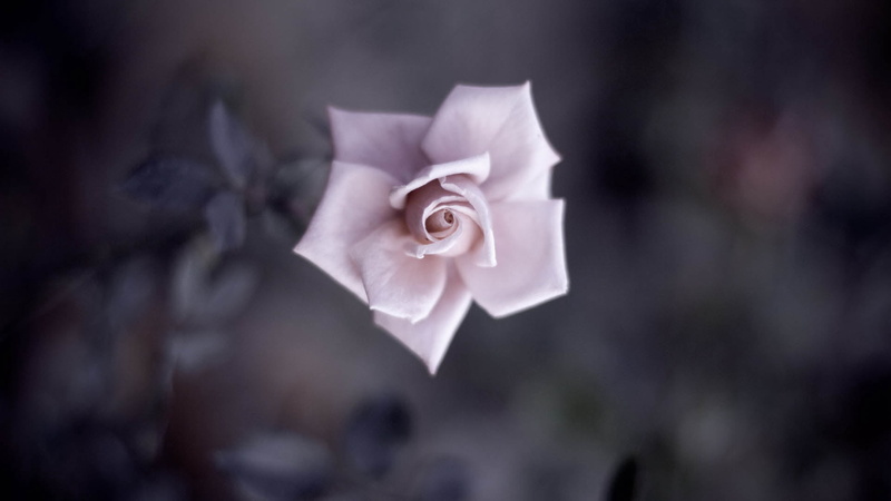 flowering plant, day, 1080P, close-up, outdoors, flower, gift, no People, color Image, single Flower, petal, petals, white color, macro, inflorescence
