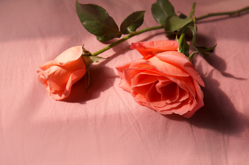 studio shot, rose - flower, 4K, plant, beauty in nature, roses, no people, freshness, fragility, flower head, natural, indoors, flowering plant, flower