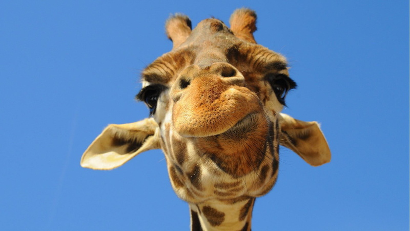 low angle view, nature, domestic animals, portrait, giraffe, animal mouth, cute, animal neck, herbivorous, outdoors, animal nose, clear sky, close, blue