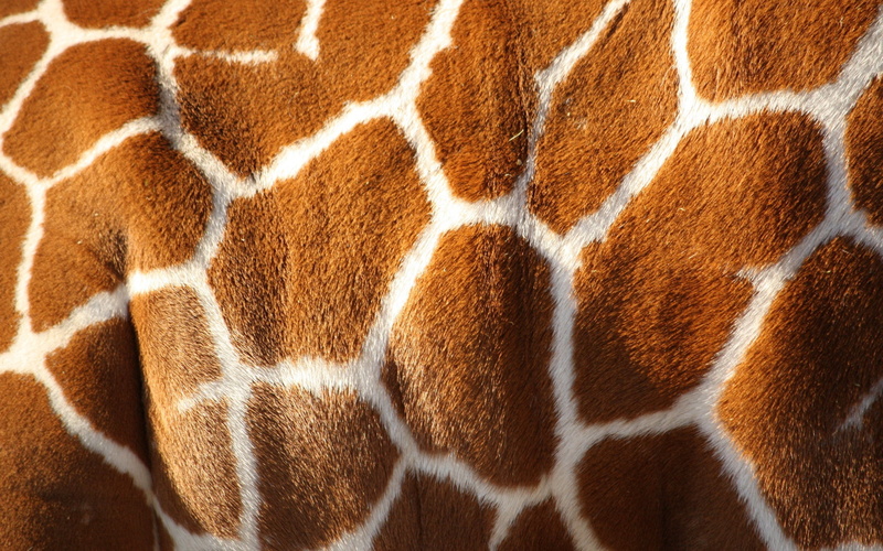 animals, animal body part, giraffe, giraffes, mammal, white, brown, pattern, 2K, cat, animal wildlife, area, no people, rug, backgrounds, animal hair
