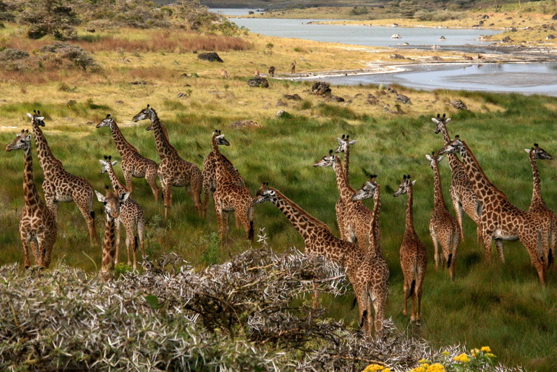 herd, no people, landscape, nature, vertebrate, environment, land, 2K, large group of animals, animals in the wild, animal, field, giraffes, day, Africa