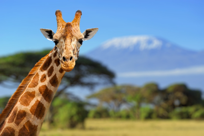 wilderness, animals, giraffes, 1080P