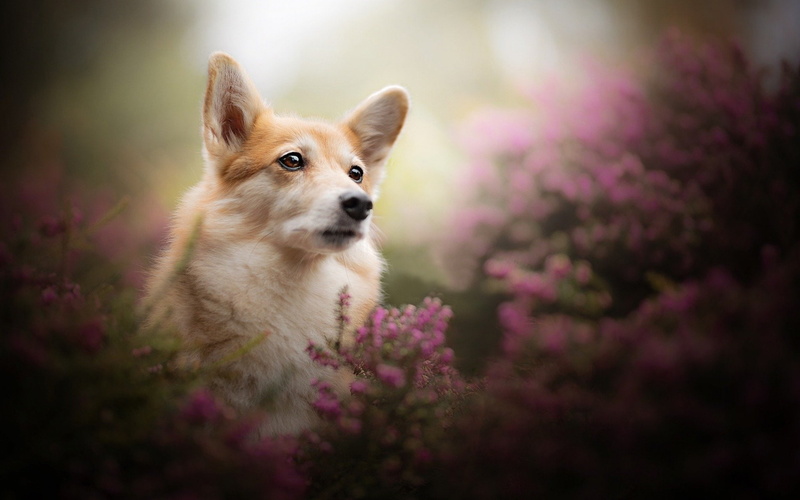 Dogs, Pembroke Welsh Corgi, 1080P, Corgi
