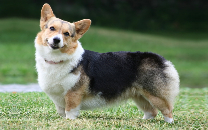 sitting, obedience, Welsh Corgi, face, welsch, pembroke Welsh Corgi, sheepdog, brown, Pembroke, meadow, summer, small, plant, focus on foreground, dog