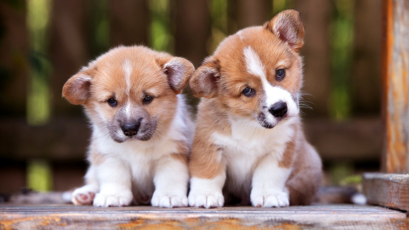 corgi, puppy, 4K, pembroke welsh corgi, dog breed, puppies, welsh corgi
