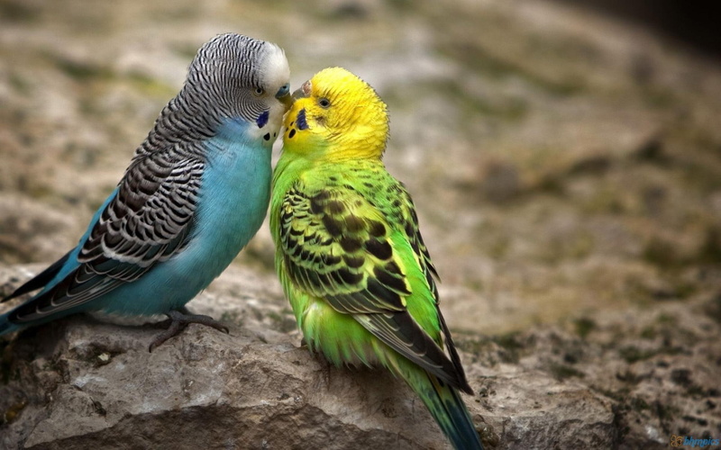 parrots, birds, 1080P, kissing, parakeets, animals