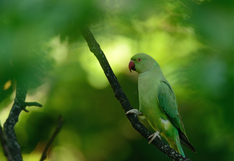 ringneck, macro, green, animals, depth of field, parakeets, parrot, 1080P, birds