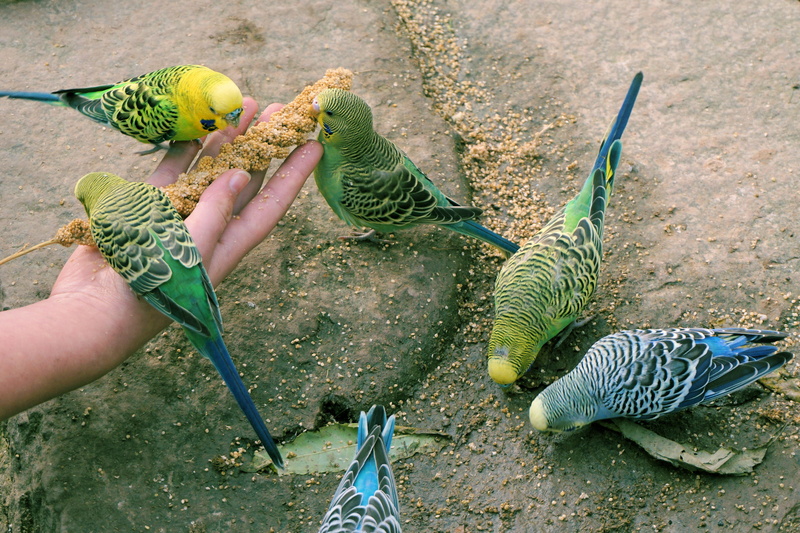human body part, vertebrate, real people, millet, color, plumage, Feeding, 4K, nature, Birds, zoo sababurg, animals in the wild, small bird, fish, colorful