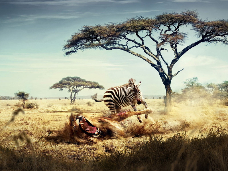 mammal, illustration, tree, nature, zebra, landscape, animals in the wild, lion, group of animals, no people, field, two animals, eating, zebra eating a lion