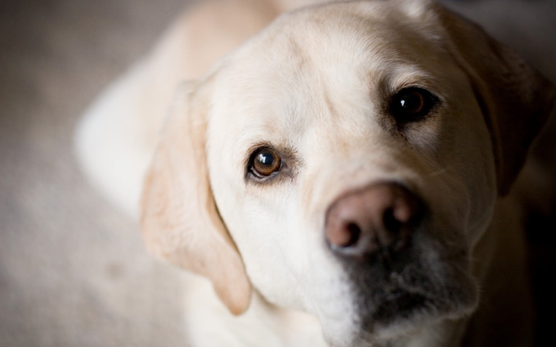eyes, 1080P, dog, golden retriever, golden, photography, retriever, animals, tongue