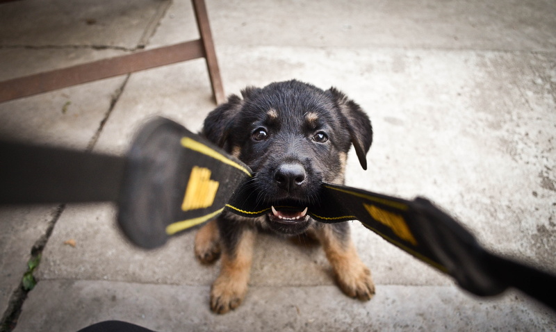 shepherd, black, tan, black labrador, one animal, puppy, black color, domestic animals, point of view, teenage couple, looking at camera, purebred dog