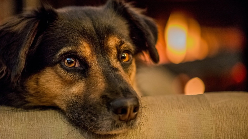 fur, dog, animal themes, 1080P, german shepherd, no People, animals, animal Head, relaxation, mammal, brown, domestic Animals, young Animal, close-up