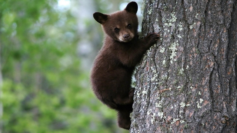 cute, animal themes, focus on foreground, black, animal wildlife, puppy, animal, tree trunk, animals in the wild, mammal, trunk, 1080P, plant, outdoors