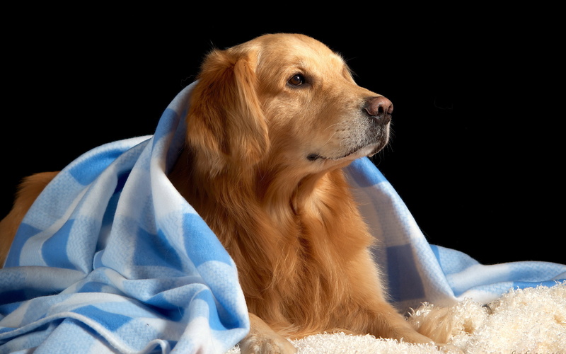 golden, retriever, cute, golden retriever, dog, animals, photography, cloth, small, 2K
