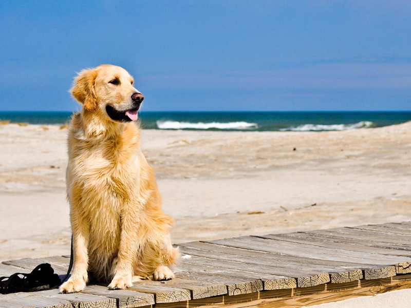 toungue, golden retriever, animals, hairy, wood, photography, cute, retriever, golden, dog, 480P