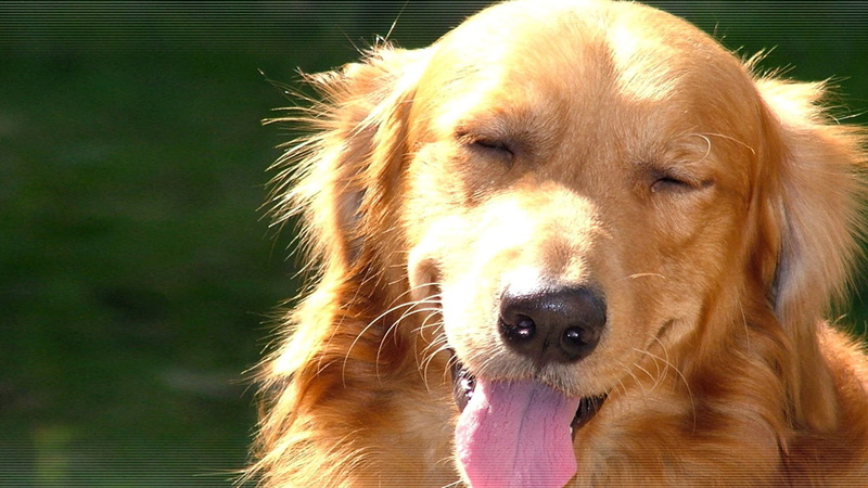 adult, close-up, golden, domestic, one animal, facial expression, vertebrate, animal head, panting, animal body part, snout, tan, portrait, sticking out tongue