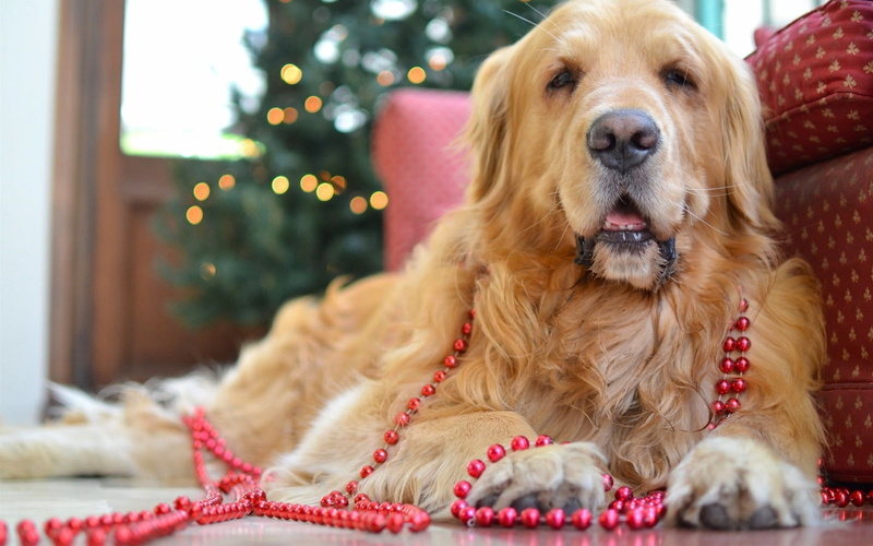 Cute, Retriever, Dog, 1080P, Beads, Golden