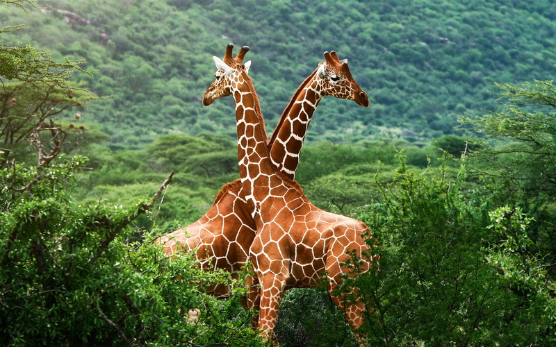 1080P, Savanna, giraffe, African, two, Giraffes