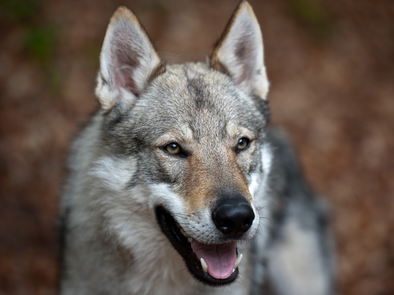 TWH, pets, canine, Chien, black, timberwolves, purebred Dog, Dogs, canis lupus familiaris, czechoslovakian, nature, canis lupus lupus, Hund, looking, dog