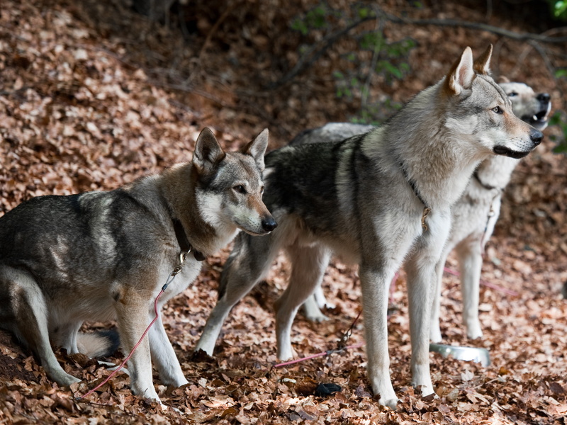 natural Beauty, Chien, gray wolves, dog, animal, czechoslovakian, 2K, Dogs, friendship, purebred Dog, Czechoslovakian  Wolfdog, canis lupus lupus, wolves