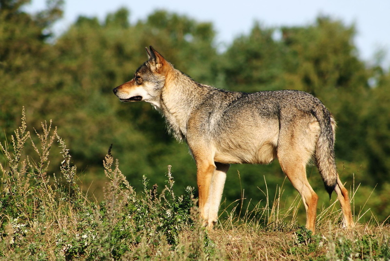 dogs, 1080P, nature, animals, grey, watching, grass, wolves, wolf, canine, grey wolves, canis lupus