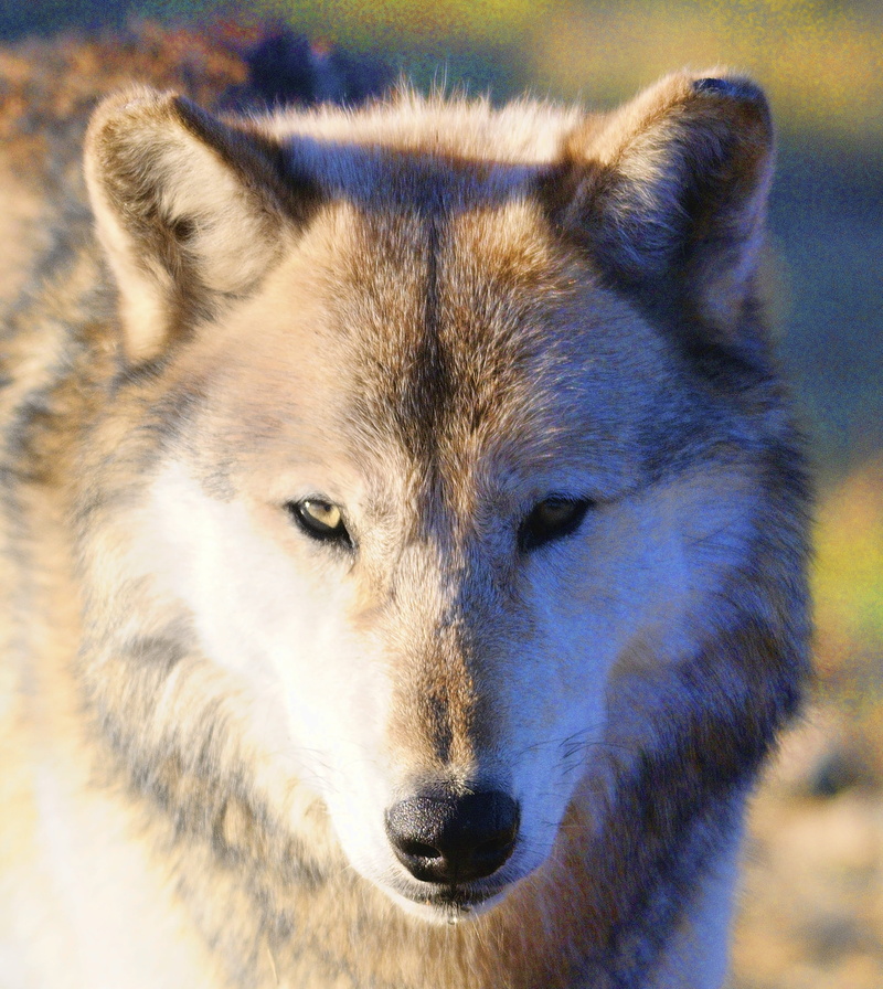 beast, animals in the wild, looking away, animal, wolf, animal wildlife, portrait, pets, no people, vertebrate, endangered, wild, outdoors, predator, winter