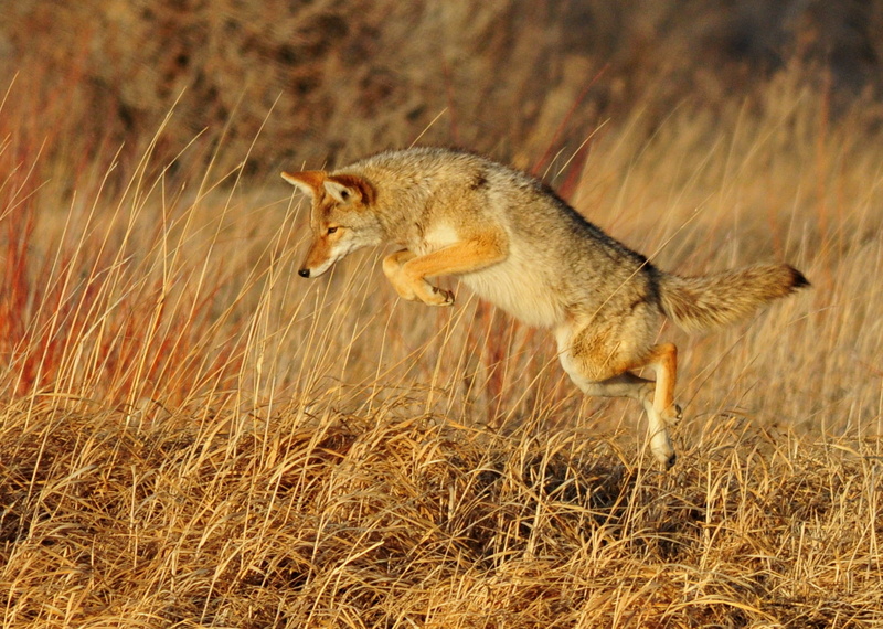 USFWS, Nature  Conservation, grass, beige, Coyote, mammal, grey wolf, animals In The Wild, animal, wolf, grey, Wildlife, brown, 720P, nature, jumped, carnivore