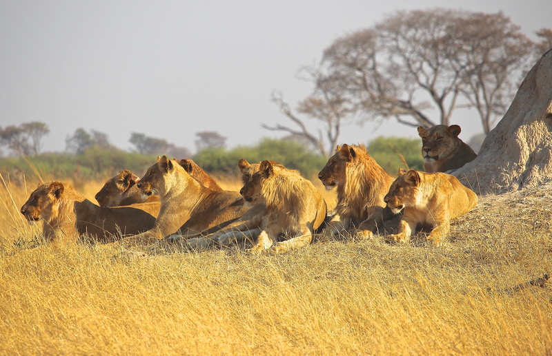 pets, tree, land, dangerous, plant, group of animals, nature, amimals, safari Animals, animal, field, herd, animals In The Wild, lion, ground, predator