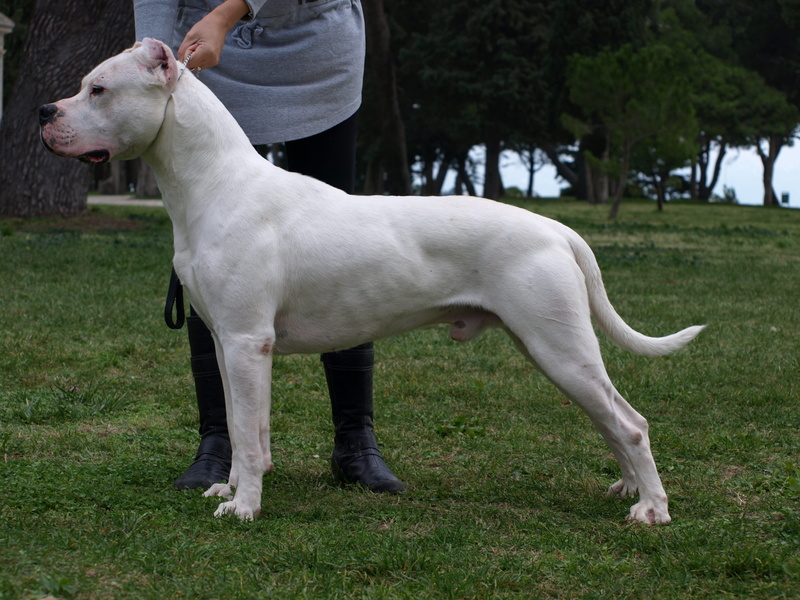 dog, vertebrate, plant, Animal, grass, animal themes, dogo, purebred Dog, standing, 2K, Dogo Argentino, land, animals And Pets, mammal, green color, canine