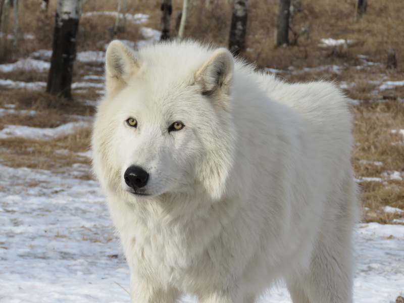 wolfdog, sanctuary, standing, day, 4K, mammal, beauty in nature, winter, ground, arctic wolfdog, animal wildlife, rehabilitation, dog, wolf, vertebrate