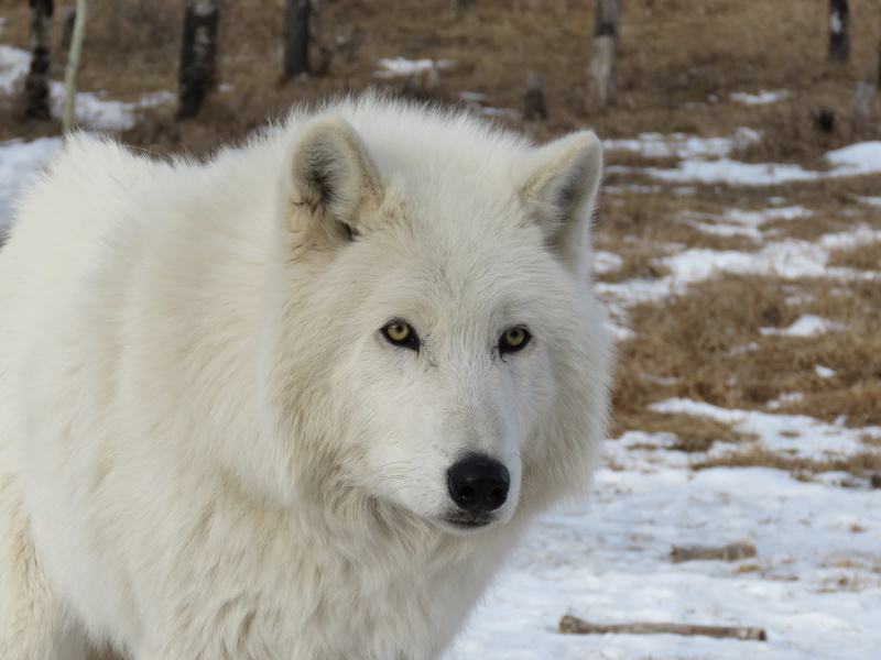 rescue, white, arctic wolfdog, vertebrate, white wolf, domestic, outdoors, sanctuary, cold temperature, wolfdog, mammal, snowing, animals in the wild, no people