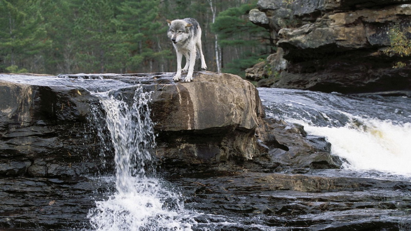 lone wolf, timber, black, mythical, wild animal black, spirit, wolf, quotes, 1080P, pack, white, the pack, wolves