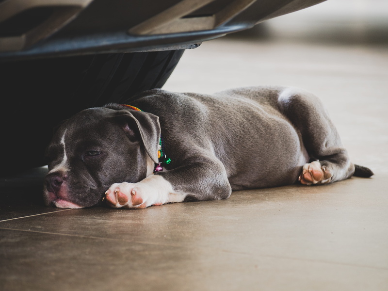 pet, pets, mammal, adorable, domestic animal, american, lying, indoors, looking, day, blue, puppy, one animal, car, domestic animals, no people, flooring