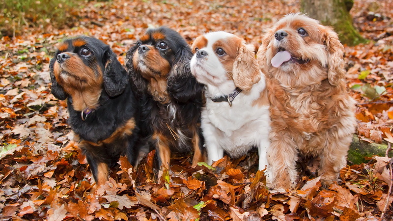 Four, Autumn, 2K, Dogs, Leaves, Cute