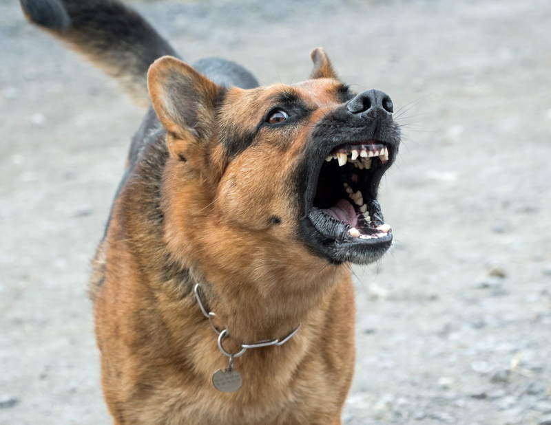 outdoors, no people, canine, animal mouth, mouth, German Shepherd, barking, mammal, vertebrate, bad, german, animal head, aggression, animal body part