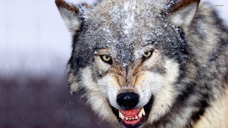 wolf, tan, 1080P, black, dog, hd, Wolf  HD, angry