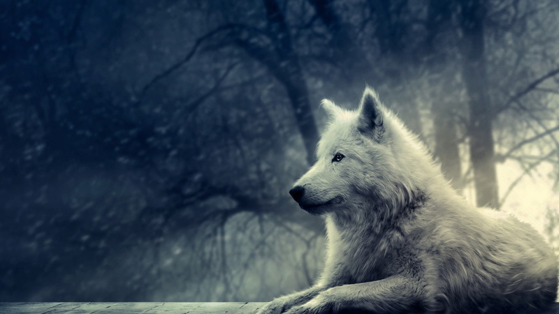 white, 1080P, wolf, animals, dog