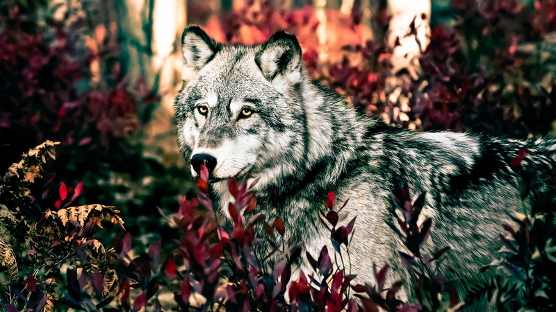mammal, forest, plant, land, plants, no people, animals, animals in the wild, outdoors, leaf, pets, close-up, aggression, mouth open, day, animal, looking