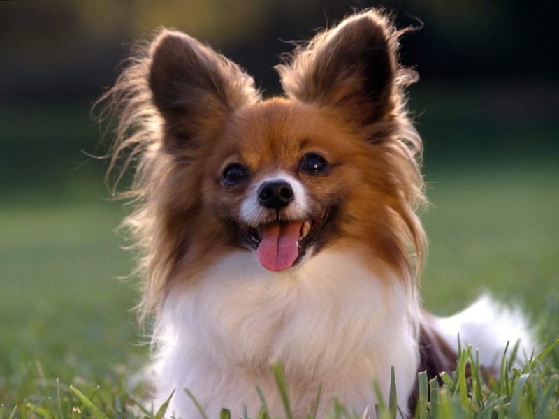 cachorro, 480P, dogs, animals, hd, papillon, dog, art, puppy