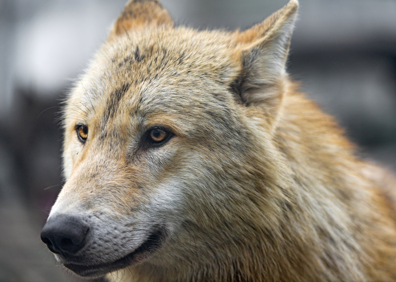 face, mulhouse, nikon  d800, canine, alsace, daytime, nature, wolf, carnivore, france, Portrait, attentive, canid, brown, zoo, animals In The Wild, beige