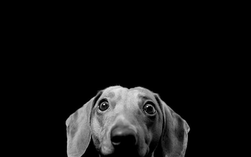 art, dachshund, Black, animals, monochrome, hd, x, canine, dogs, 720P