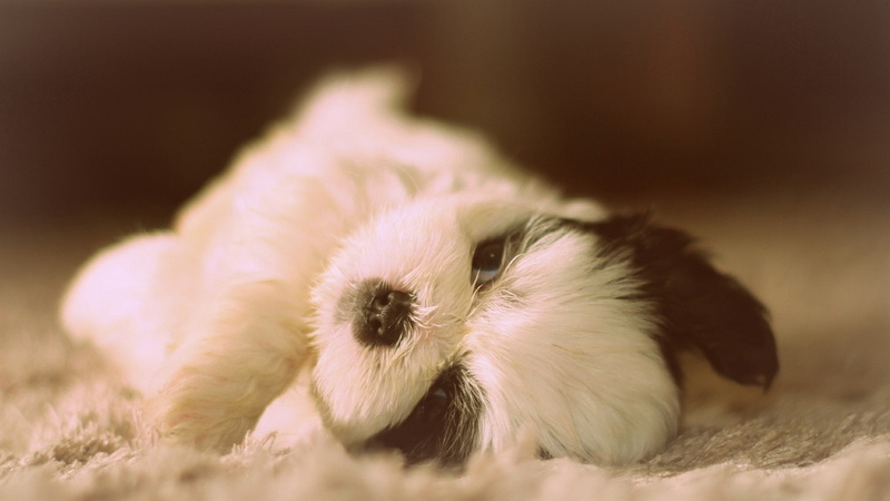 tzu, Dog, Cute, shih, Lying, 1080P