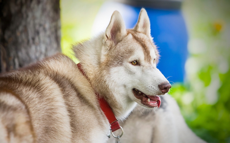 sweet, the view, Dog, husky, each, Siberian dog, 2K, siberian