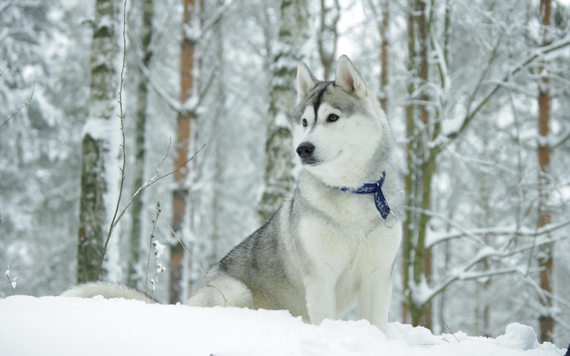 puppy, winter, animal, 2K, white, siberian, animals, husky, grey