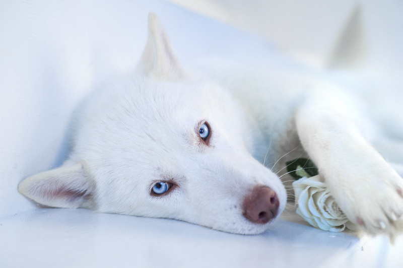 animal Eye, indoors, blue, animal, blue-eyed, canine, focus on foreground, muzzle, 2K, puppy, small, no people, dog, siberian Husky, husky, looking, friendship