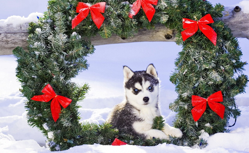 fun, snow, sled Dog, plant, mammal, cute, siberian, beautiful, holiday, siberia, animal themes, celebration, dog, christmas decoration, adult, no people